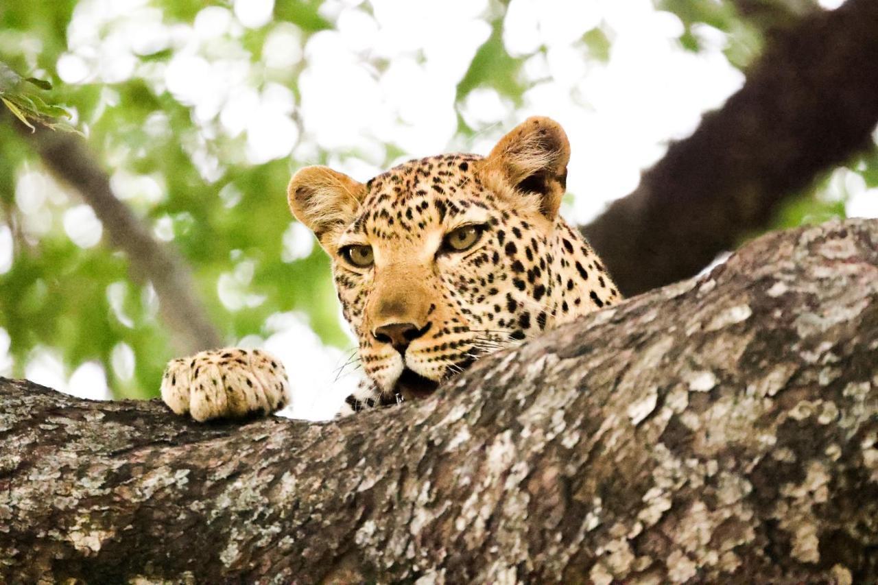 Karongwe Portfolio - Kuname Lodge Karongwe Game Reserve Екстер'єр фото