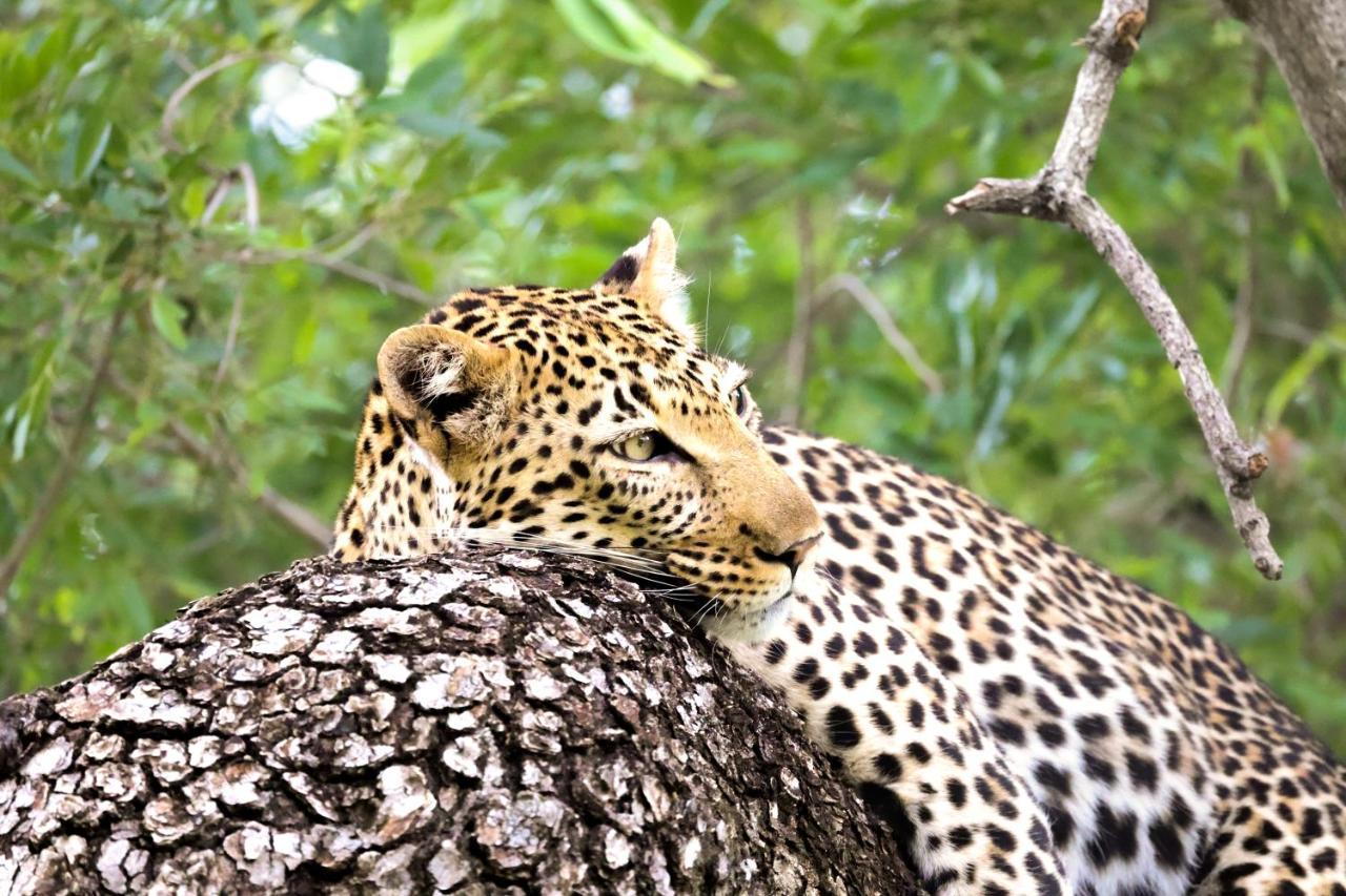 Karongwe Portfolio - Kuname Lodge Karongwe Game Reserve Екстер'єр фото