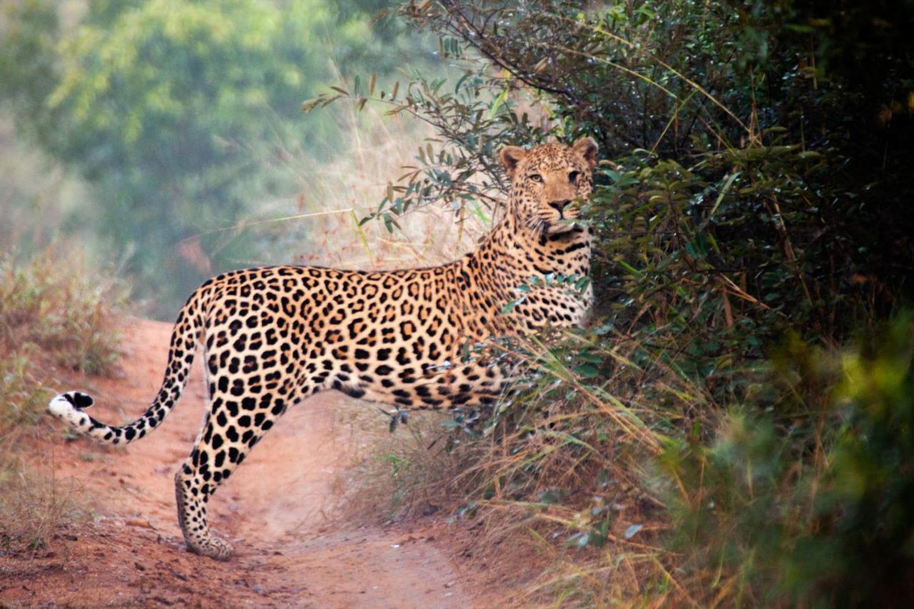 Karongwe Portfolio - Kuname Lodge Karongwe Game Reserve Екстер'єр фото