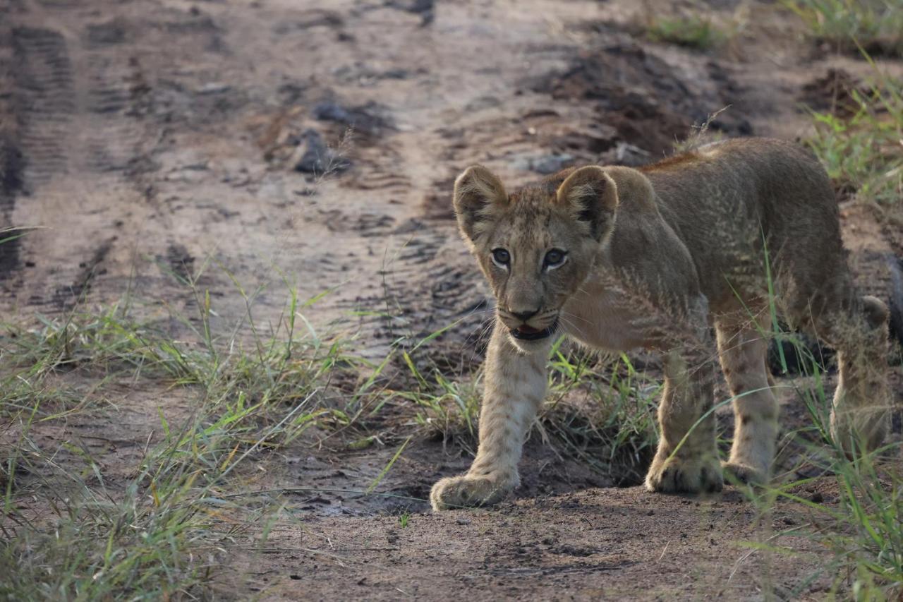 Karongwe Portfolio - Kuname Lodge Karongwe Game Reserve Екстер'єр фото