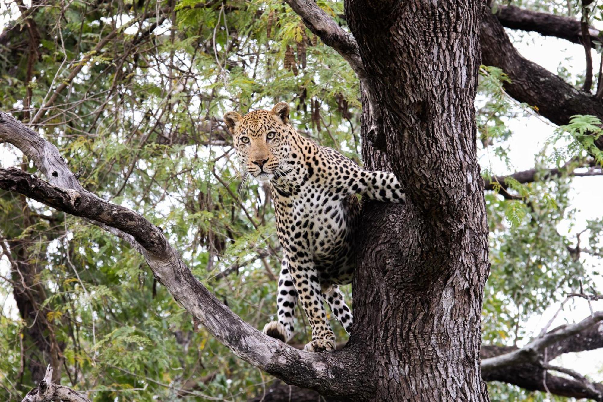 Karongwe Portfolio - Kuname Lodge Karongwe Game Reserve Екстер'єр фото