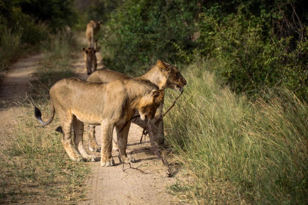 Karongwe Portfolio - Kuname Lodge Karongwe Game Reserve Екстер'єр фото