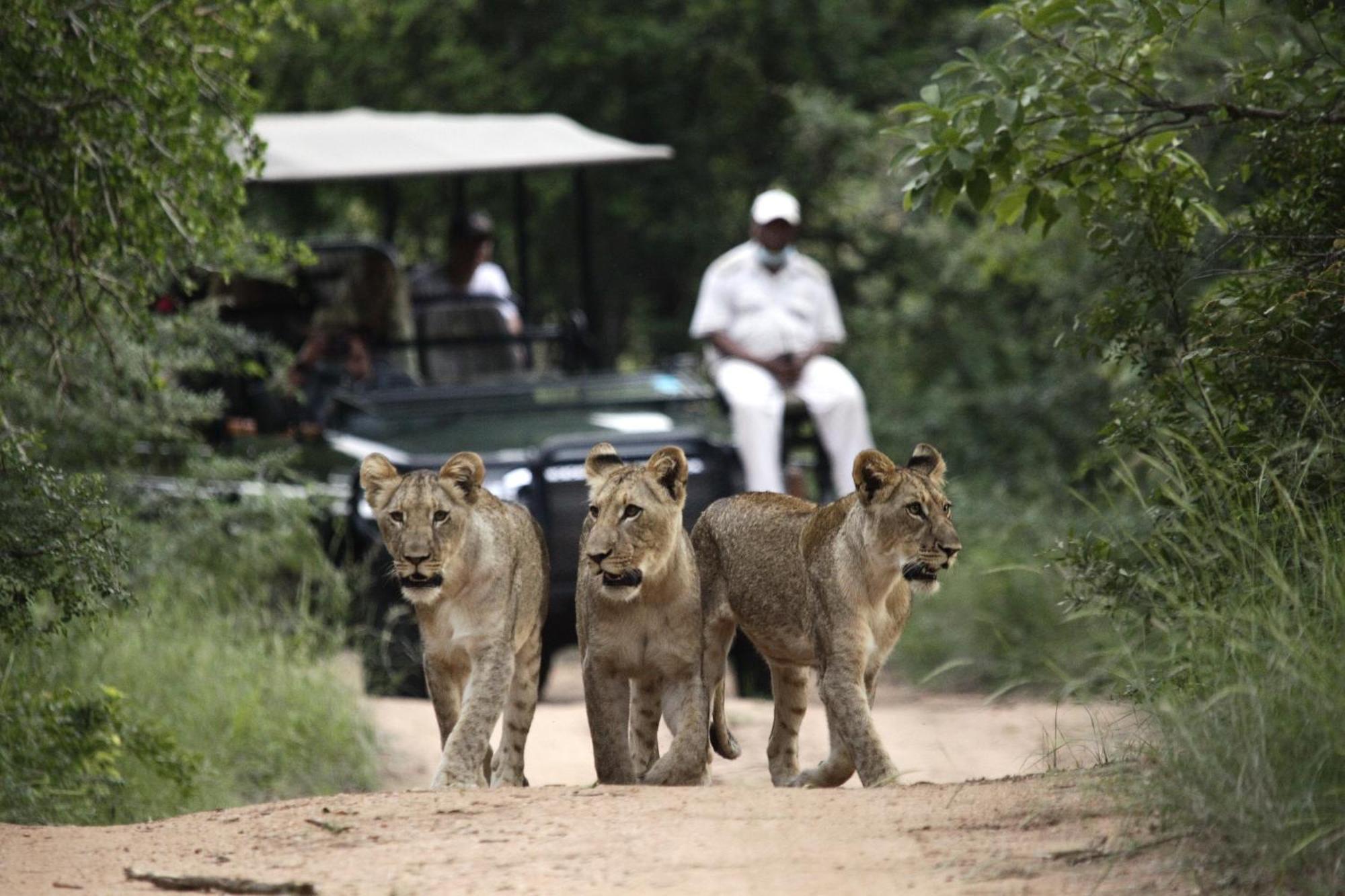 Karongwe Portfolio - Kuname Lodge Karongwe Game Reserve Екстер'єр фото